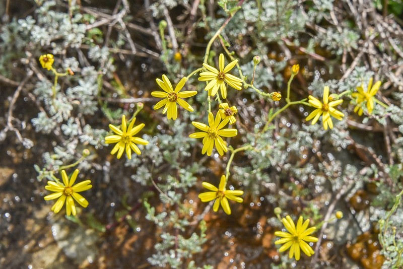 Senecio tanacetopsis photo 7
