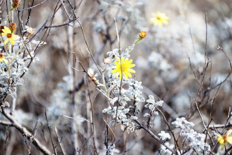 Senecio tanacetopsis photo 8