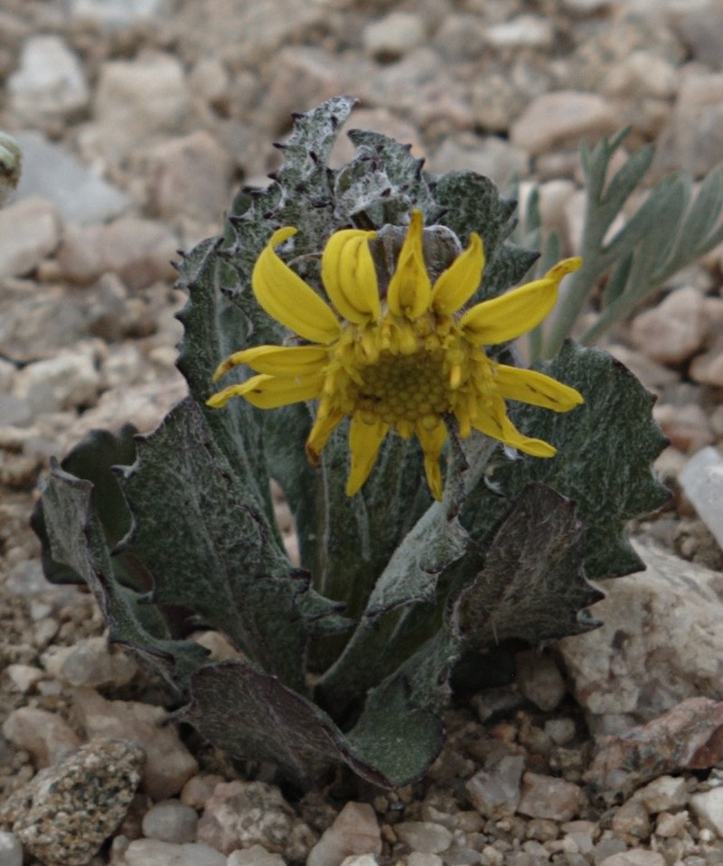 Dandelion Ragwort photo 5