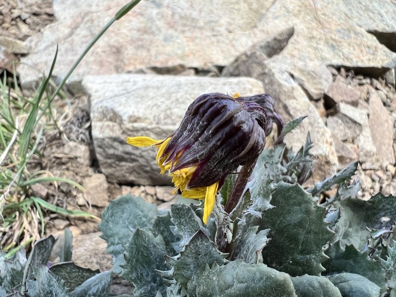 Dandelion Ragwort