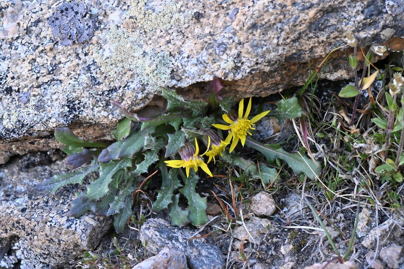 Dandelion Ragwort photo 2