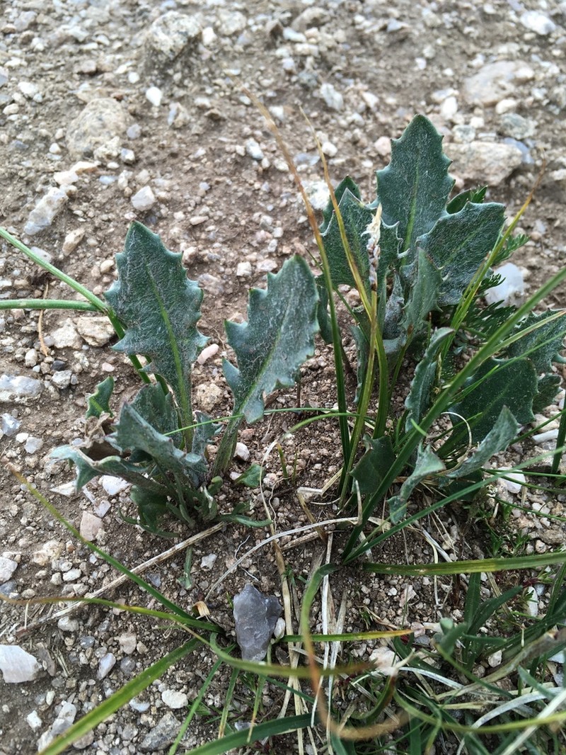 Dandelion Ragwort photo 4