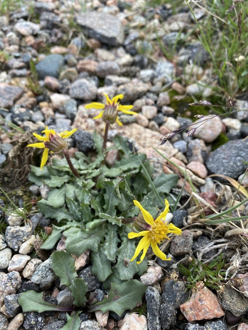 Dandelion Ragwort photo 5