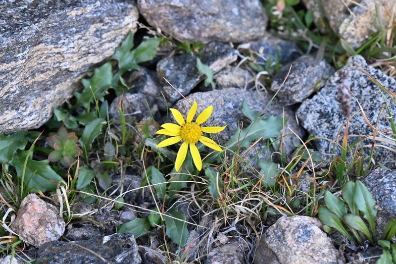 Dandelion Ragwort photo 6