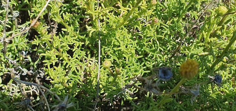 Senecio tehuelches photo 3