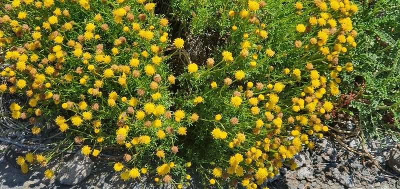 Senecio tehuelches photo 4
