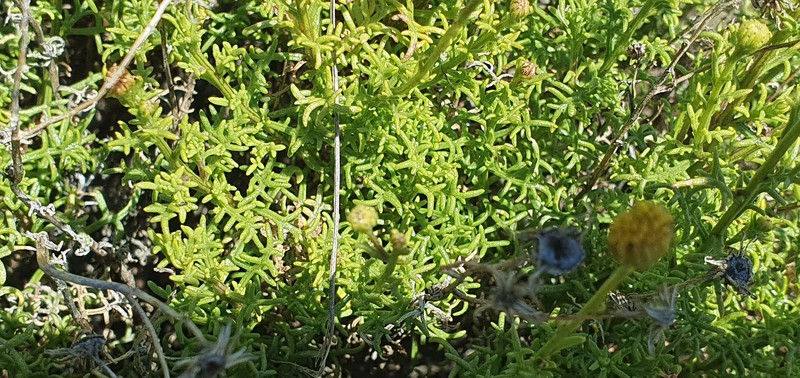 Senecio tehuelches photo 6