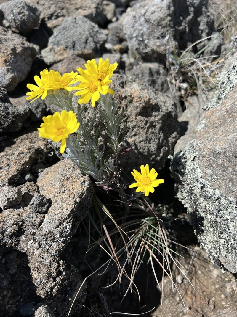 Senecio telekii