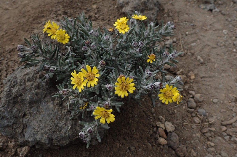 Senecio telekii photo 2