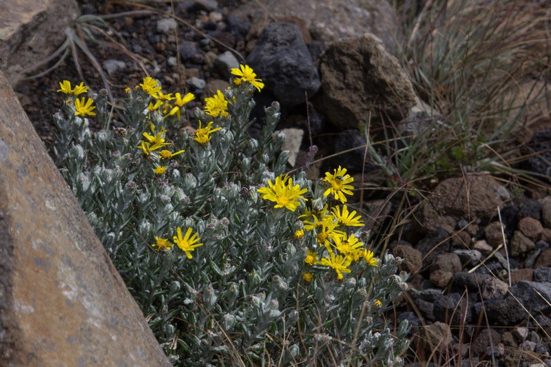 Senecio telekii photo 3