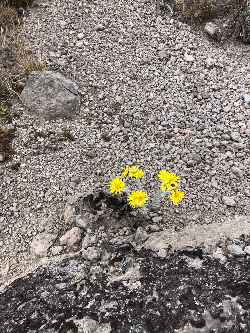 Senecio telekii photo 4