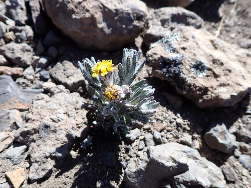 Senecio telekii photo 5