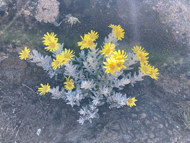 Senecio telekii photo 6