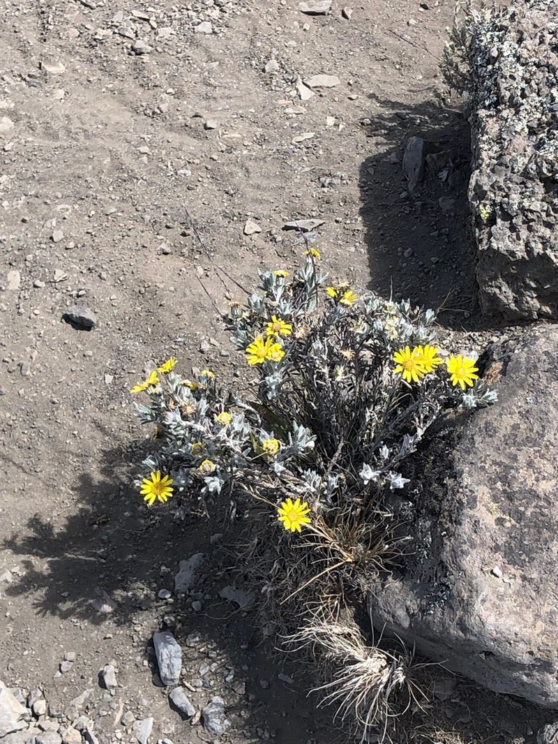 Senecio telekii photo 7