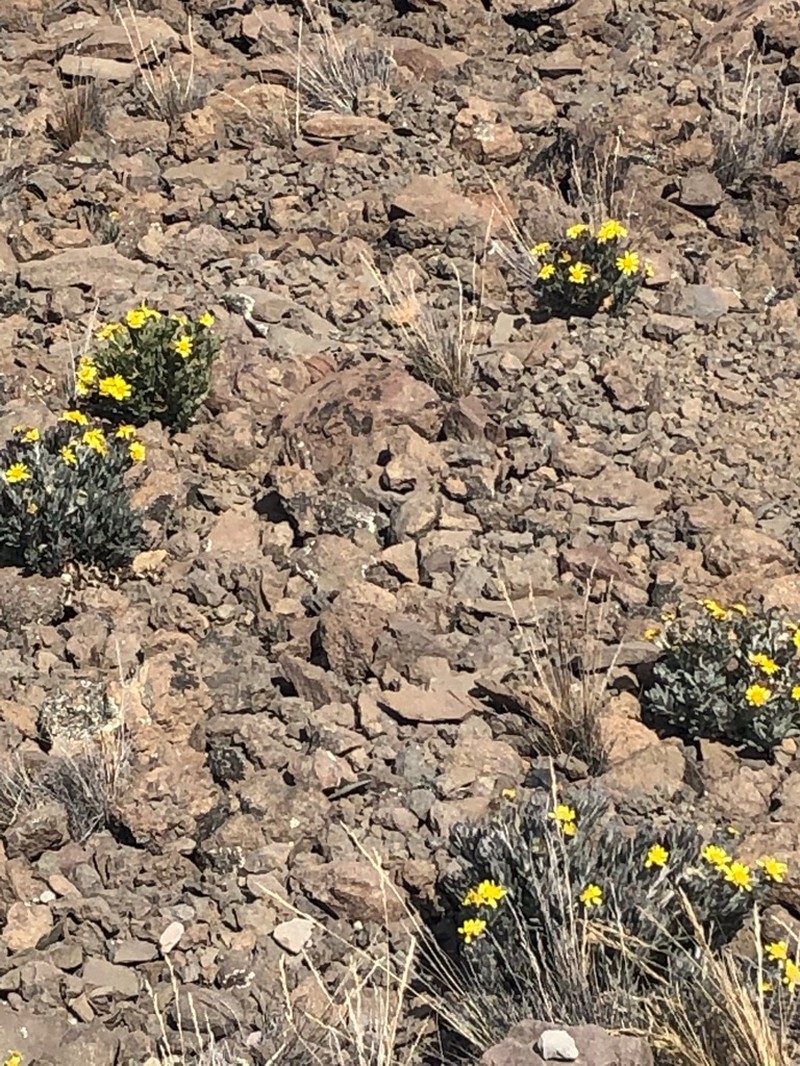 Senecio telekii photo 8