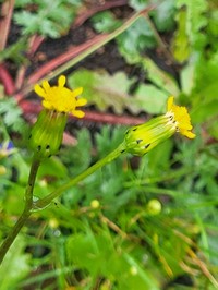 Senecio teneriffae