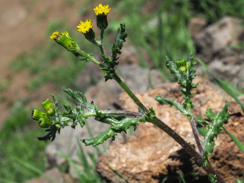 Senecio teneriffae photo 2
