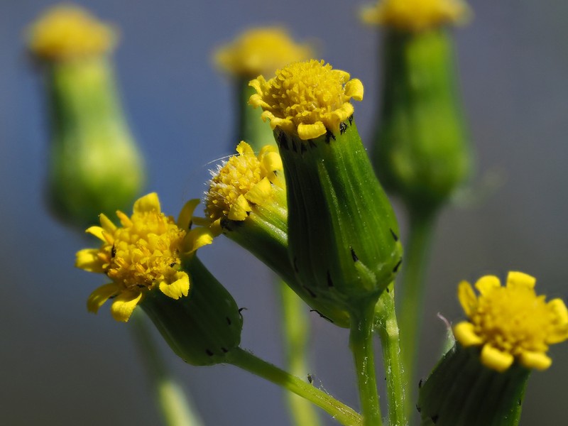 Senecio teneriffae photo 3