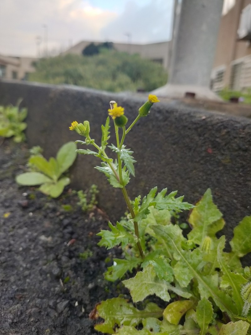 Senecio teneriffae photo 4