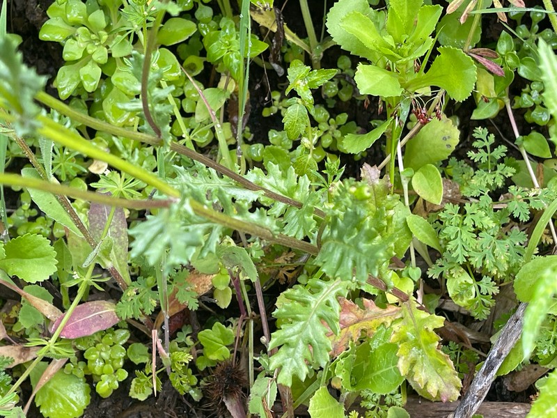 Senecio teneriffae photo 5