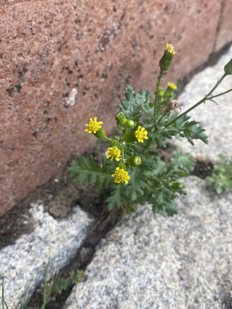 Senecio teneriffae photo 6