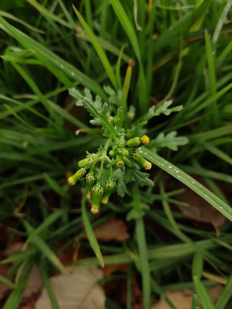 Senecio teneriffae photo 7