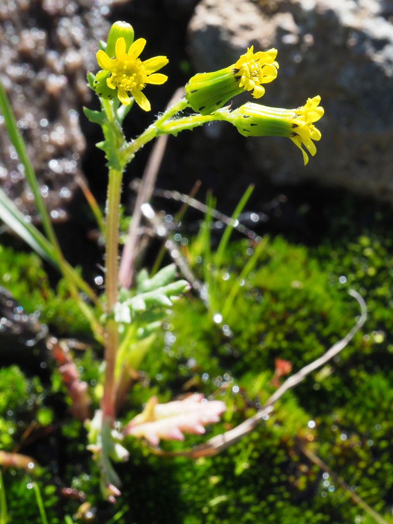 Senecio teneriffae photo 8