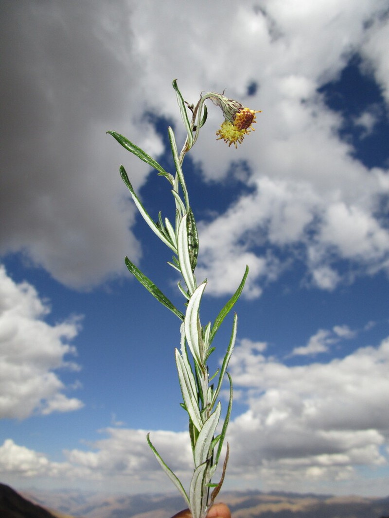 Senecio tenuicaulis