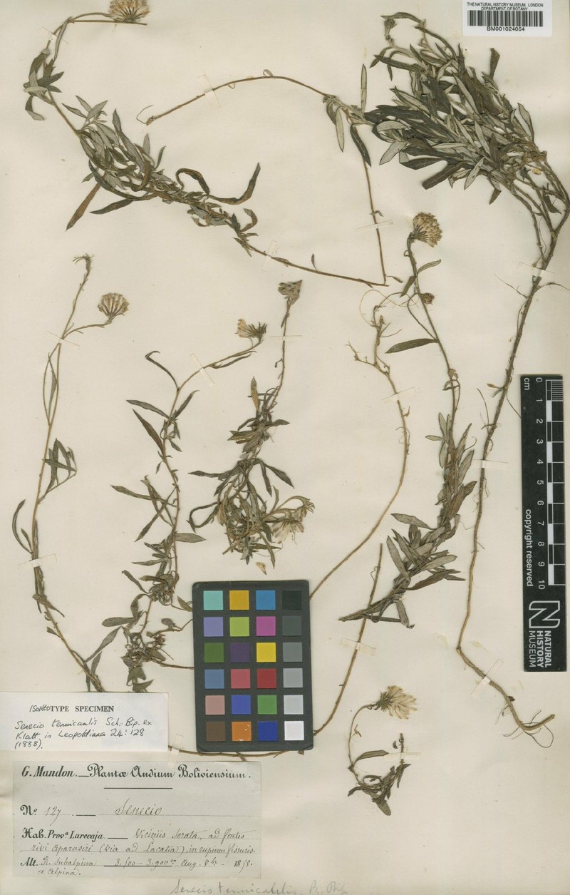 Senecio tenuicaulis photo 2