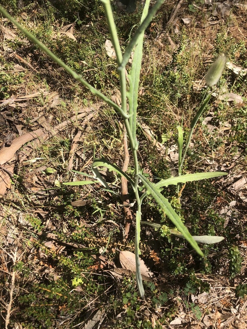 Senecio tenuiflorus