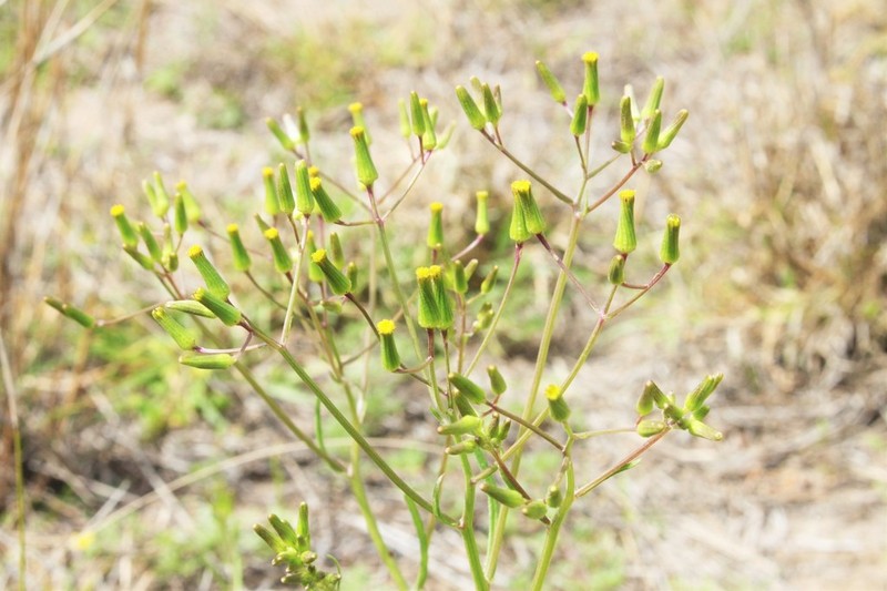 Senecio tenuiflorus photo 2