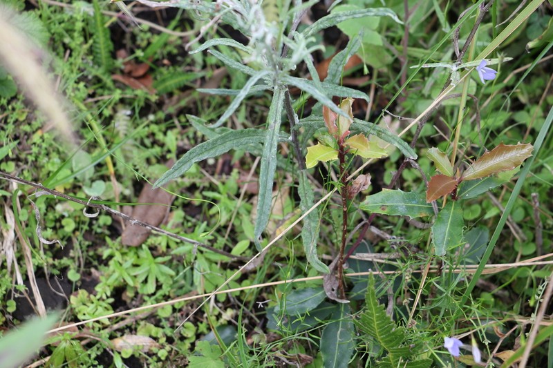Senecio tenuiflorus photo 4