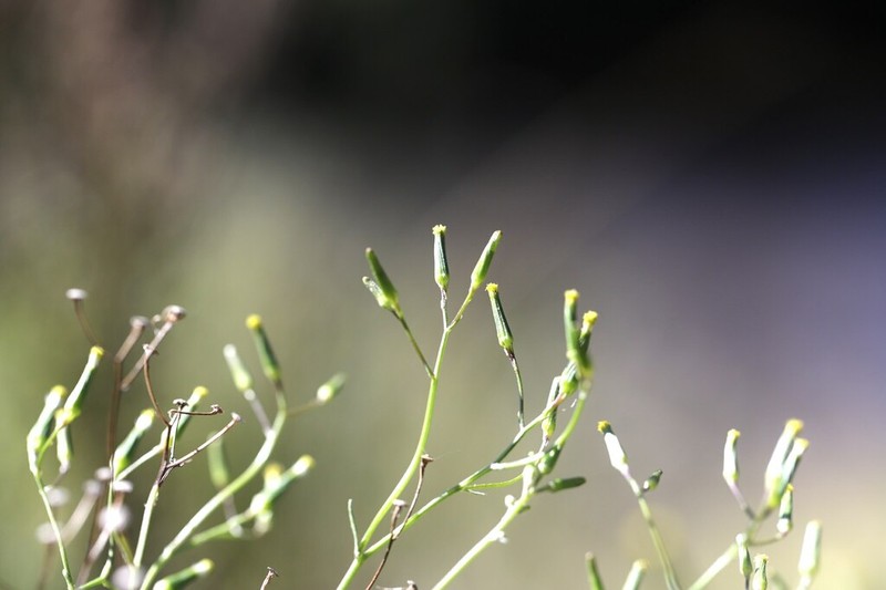 Senecio tenuiflorus photo 7