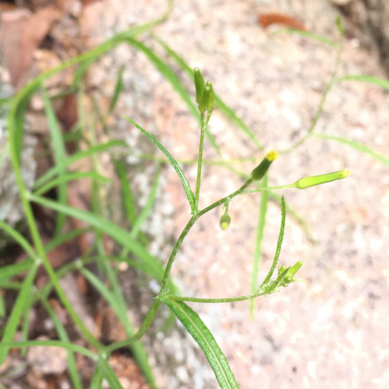 Senecio tenuiflorus photo 8