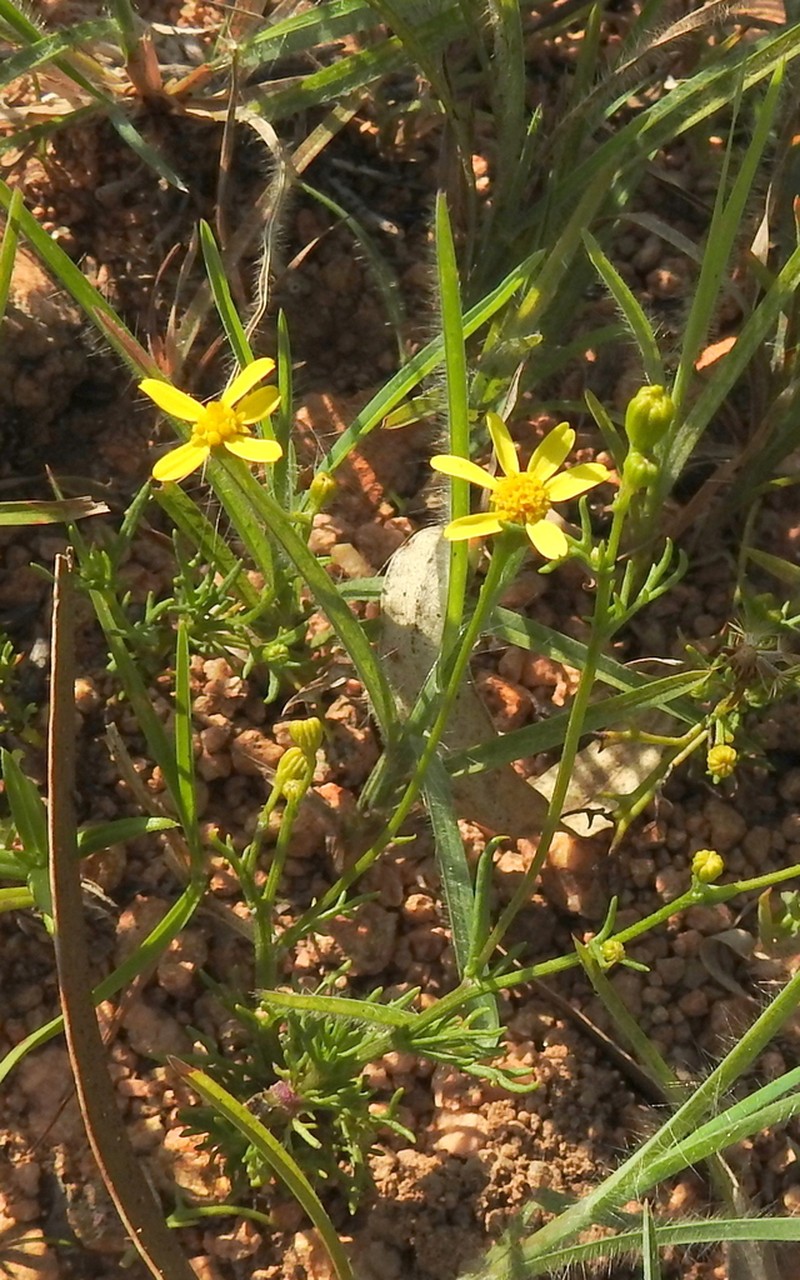 Senecio tenuifolius