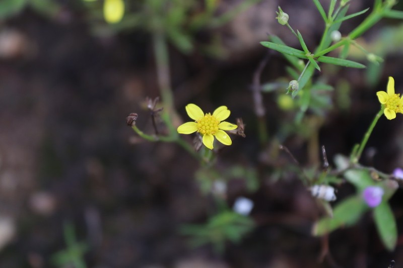 Senecio tenuifolius photo 2