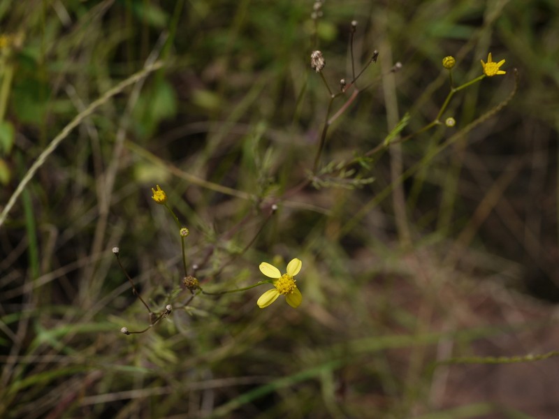 Senecio tenuifolius photo 3