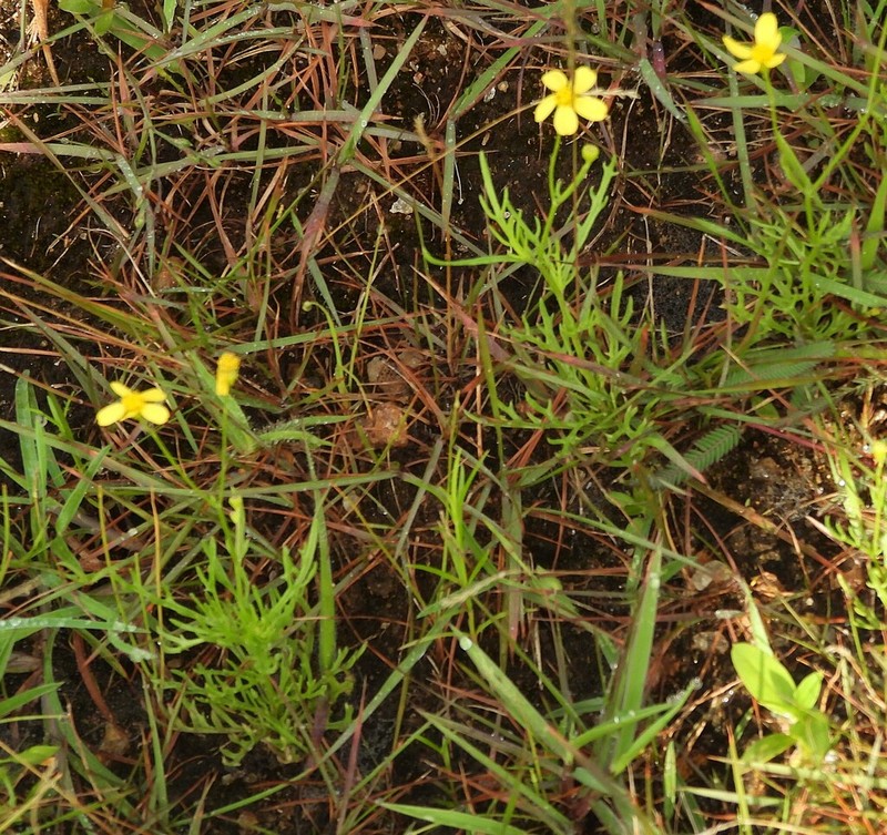 Senecio tenuifolius photo 4