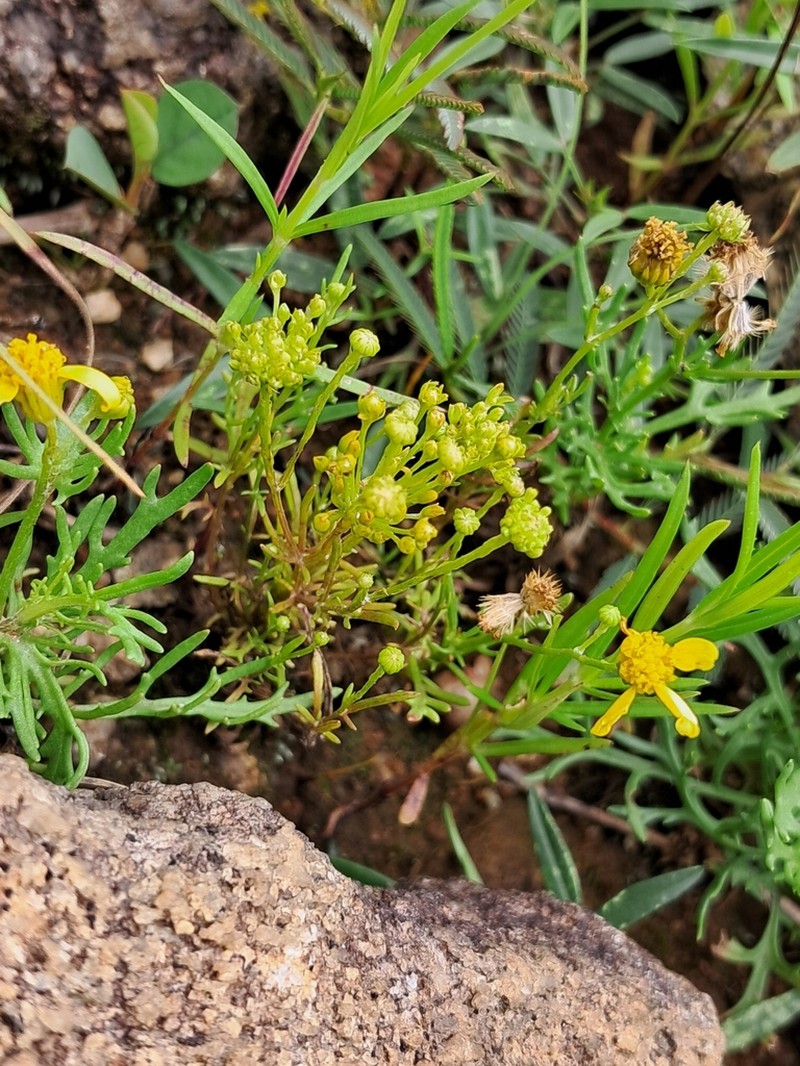 Senecio tenuifolius photo 5