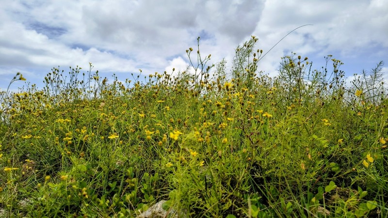 Senecio tenuifolius photo 6