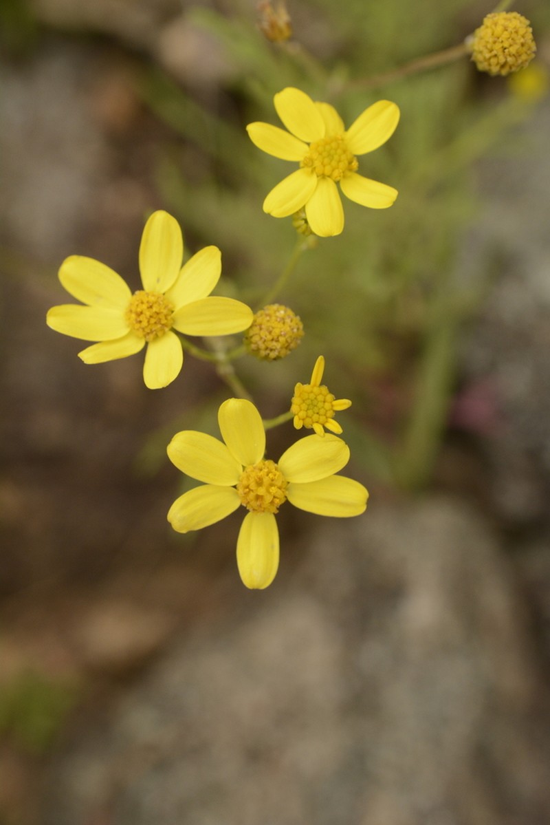 Senecio tenuifolius photo 8