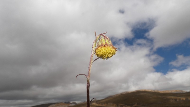 Senecio tenuisagittatus