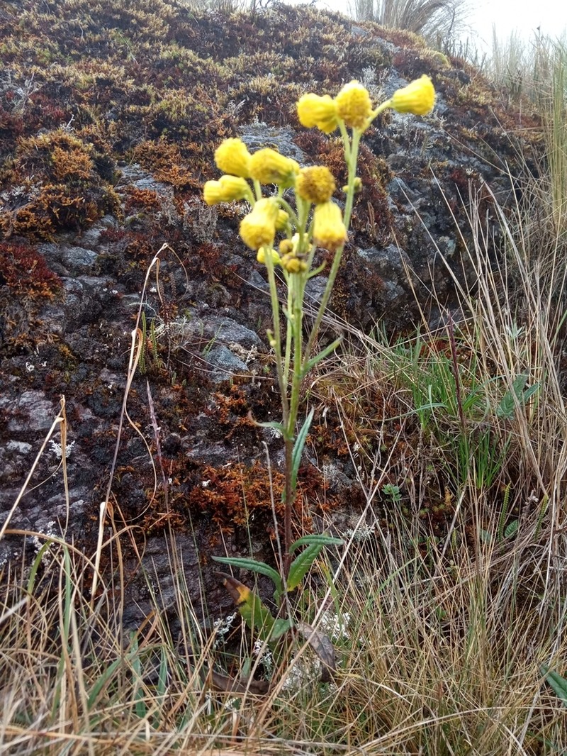 Senecio tephrosioides