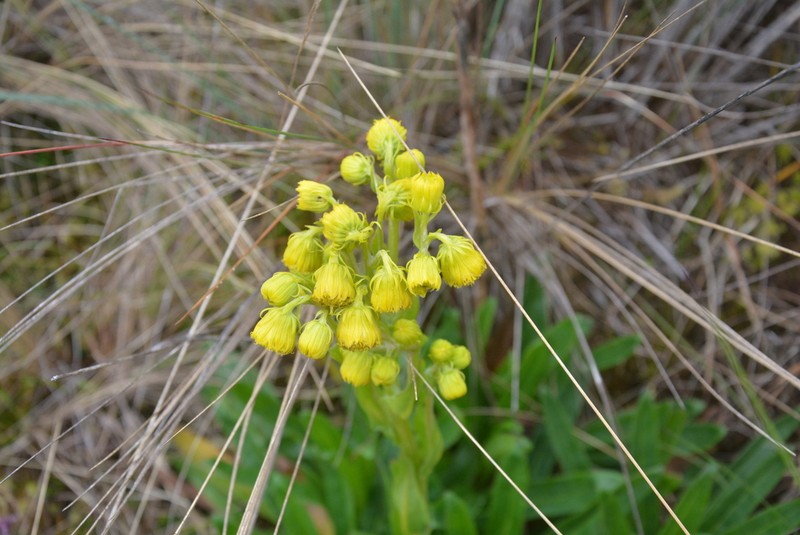 Senecio tephrosioides photo 2