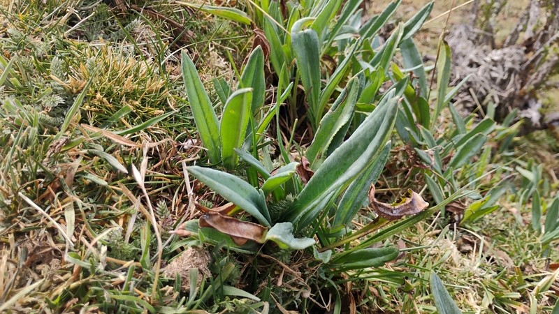 Senecio tephrosioides photo 3