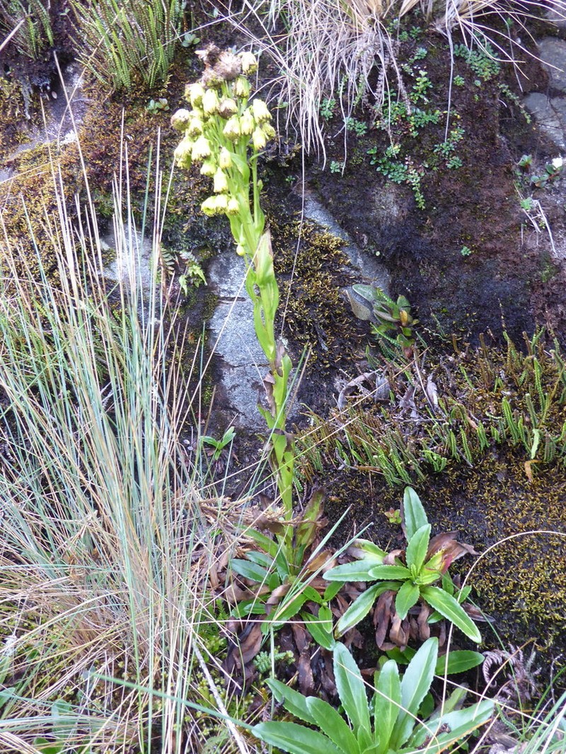 Senecio tephrosioides photo 4