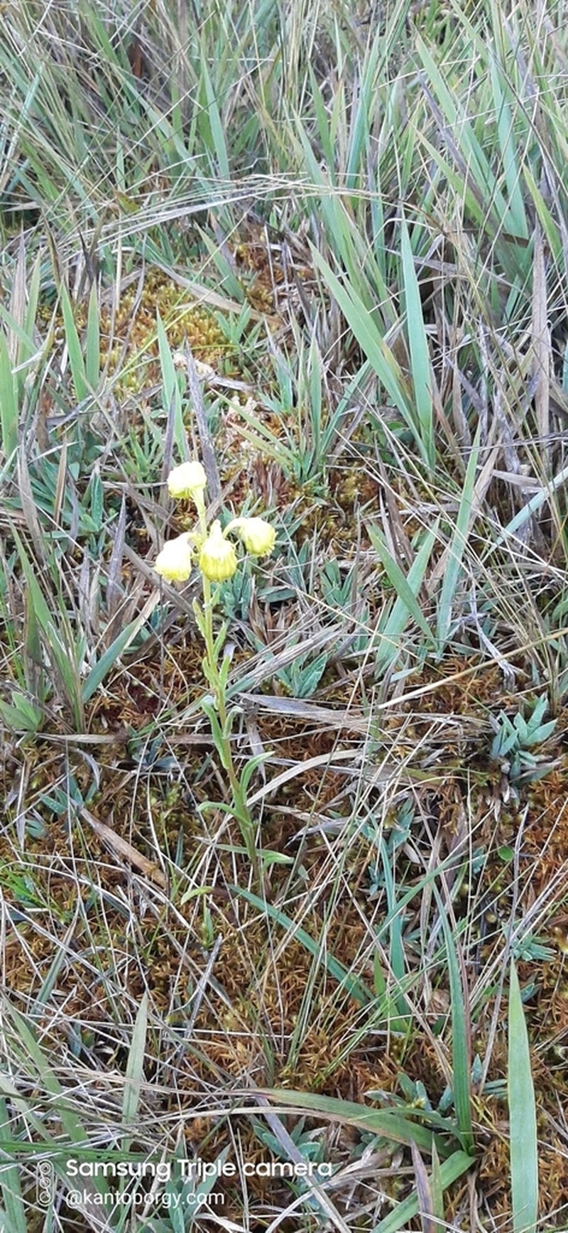 Senecio tephrosioides photo 5