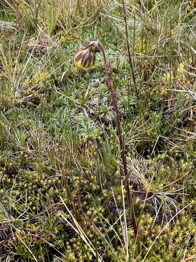 Senecio tephrosioides photo 6