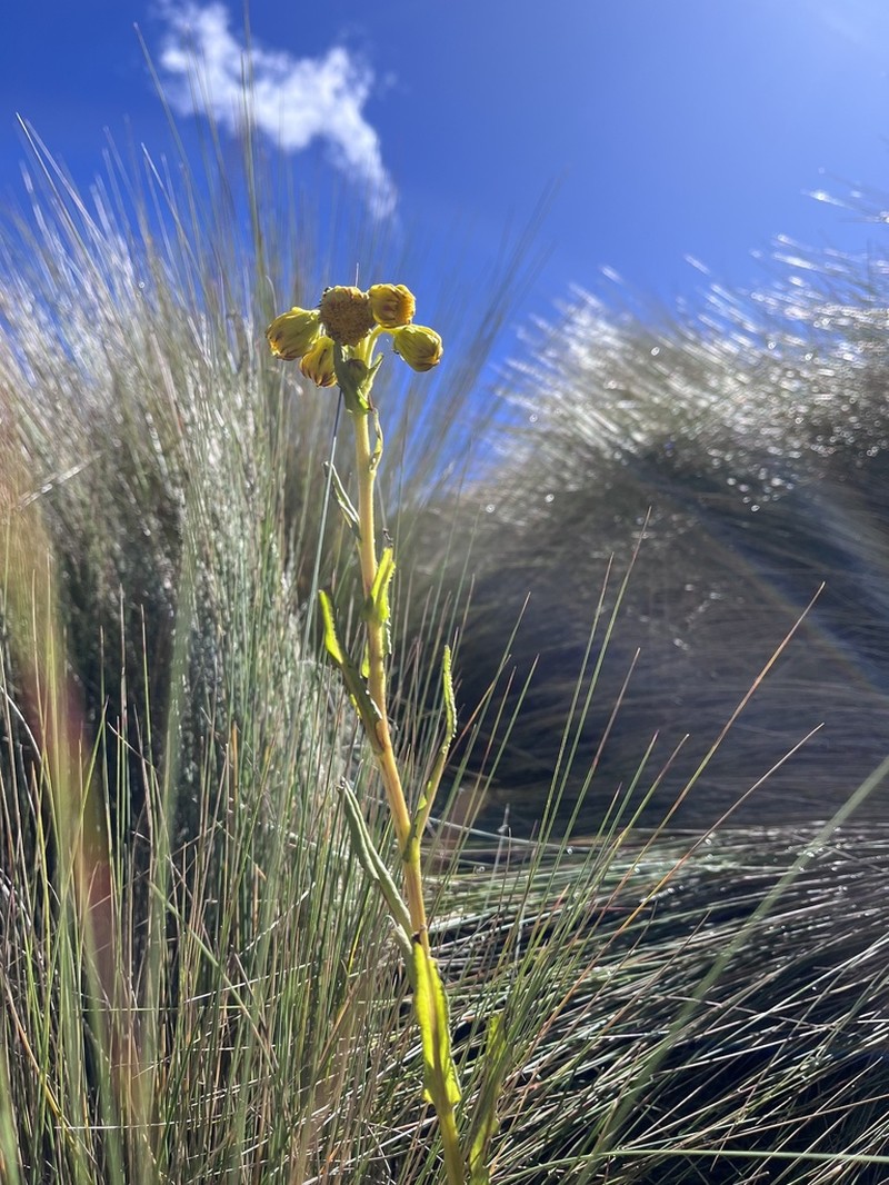 Senecio tephrosioides photo 7