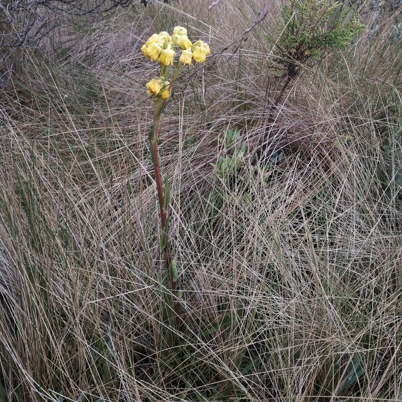 Senecio tephrosioides photo 8